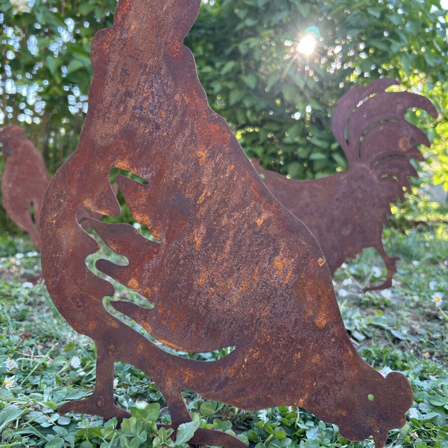 Poule qui picore
